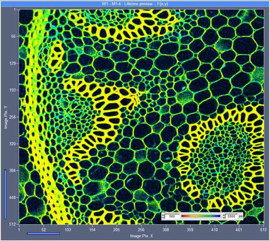 FLIM изображение системы Becker&Hickl FLIM изображение системы Becker&Hickl